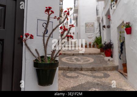 Blumentopf mit roter blühender Pflanze auf der weißen mediterranen Straße. Charmante, enge Gasse mit Kopfsteinpflaster und traditionellen Dorfhäusern. Stockfoto