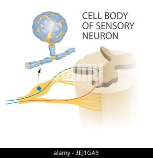Zellkörper des sensorischen Neurons Stockfoto