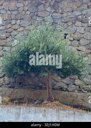Ein kleiner, gut geformter Olivenbaum steht vor einer rustikalen Steinmauer auf einem schrägen Gelände. Die raue Textur der Felsen steht in wunderschönem Kontrast zu Stockfoto