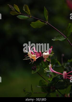 Die Sweet Pea Pflanze im viktorianischen Walls Garden im Phoenix Park in Dublin, Irland. Stockfoto