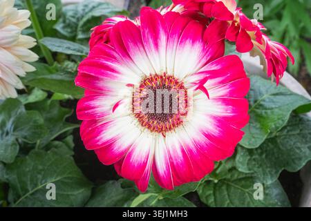 Nahaufnahme einer Gerbera Daisy mit Rot-weiß-Topf Stockfoto