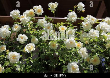 Reine Eleganz von weißen Rosen in voller Blüte, die sich vor einem warmen Holzbalkon im goldenen Sonnenlicht erheben Stockfoto