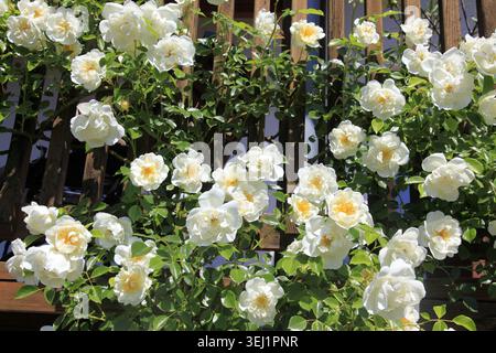 Reine Eleganz von weißen Rosen in voller Blüte, die sich vor einem warmen Holzbalkon im goldenen Sonnenlicht erheben Stockfoto