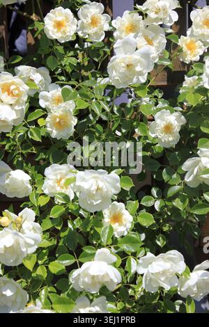 Reine Eleganz von weißen Rosen in voller Blüte, die sich vor einem warmen Holzbalkon im goldenen Sonnenlicht erheben Stockfoto