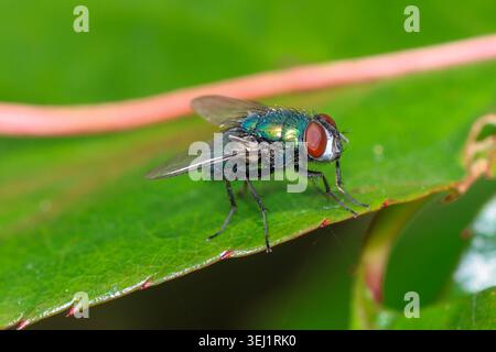Makroaufnahme von Metallic Green Bottle Fly on Leaf Stockfoto