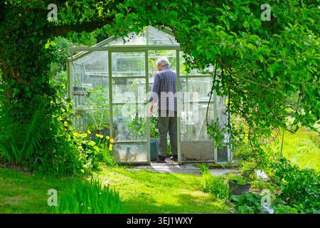 Älterer Mann Gärtner steht in einem Gewächshaus im Frühjahr Mai Garten Carmarthenshire Wales UK KATHY DEWITT Stockfoto