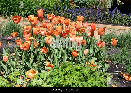 Attraktionen im Vergnügungspark Tivoli Gardens in Kopenhagen, Dänemark Stockfoto