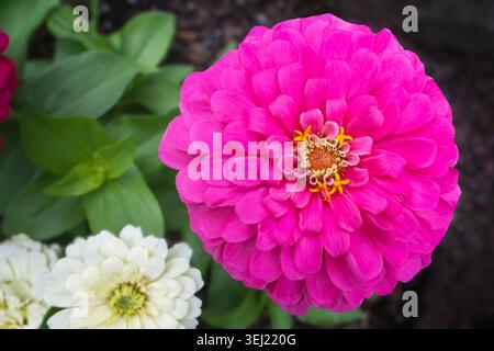 Direkt nach unten auf ein leuchtendes rosafarbenes Zinnia in einem Blumengarten Stockfoto