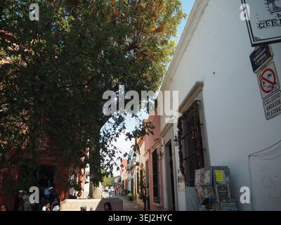 Eine Seitenstraße in Querétaro, Mexiko, mit einem schönen Baum Stockfoto