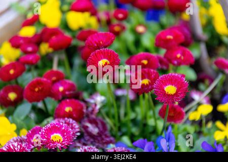 Rote bellis perennis und violette Violen im Frühling Stockfoto