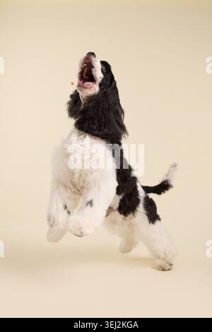 Ein amerikanischer Cocker-Spaniel-Hund steht aufrecht in einer Studioszene. Lange, seidige Ohren und eine elegante Haltung sorgen für eine stilvolle Atmosphäre im Porträt von Haustieren auf neutraler Ebene Stockfoto