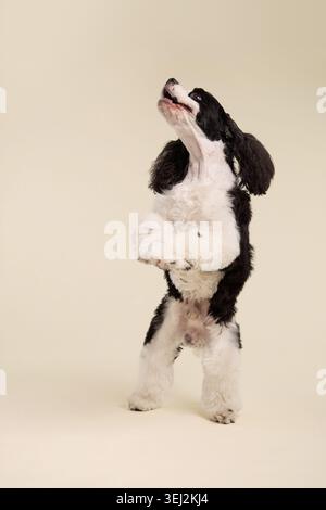 Ein amerikanischer Cocker Spaniel steht aufrecht vor einem beigefarbenen Hintergrund. Fließende Ohren und elegante Haltung sorgen für eine stilvolle Atmosphäre im Porträt von Haustieren. Stockfoto