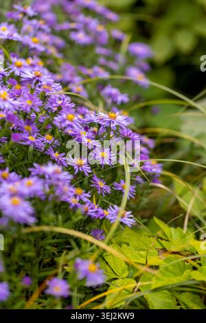 Nasse violette Astern im Garten, Wassertropfen auf der Oberfläche des Asters erzeugen ein brillantes Muster vor dem Hintergrund der dichten grünen Stiele Stockfoto