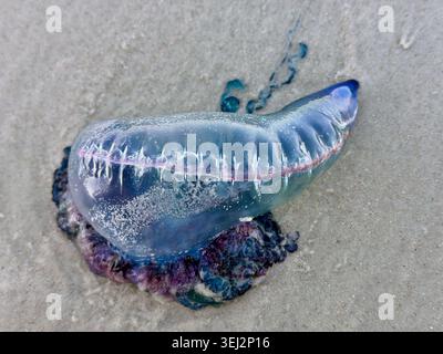 Portugiesischer Mann aus der Nähe am Strand, Blick von oben nach unten Stockfoto