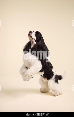 Der Hund springt mit erhobenen Beinen und Ohren vom Boden. Der Moment wird in scharfen Details an einer beigefarbenen Wand festgehalten. Stockfoto
