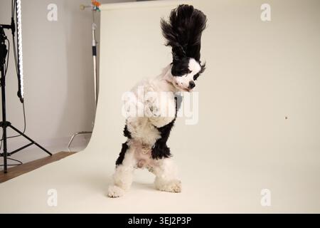 Ein amerikanischer Cocker Spaniel-Hund springt spielerisch in einem Studio-Setup. Erhöhte Pfoten und fließende Ohren sorgen für eine energiegeladene Porträtatmosphäre Stockfoto