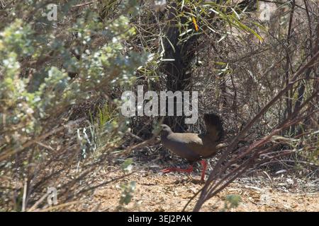 Schwarzschwanz-Nativehen, (Tribonyx ventralis), South Australia. Stockfoto