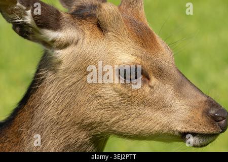 Nahporträt eines Brachhirsches mit grünem Gras im Hintergrund Stockfoto