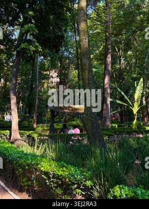Schattiger Pfad unter hohen Bäumen im Parque México, La Condesa, Mexiko-Stadt. Stockfoto