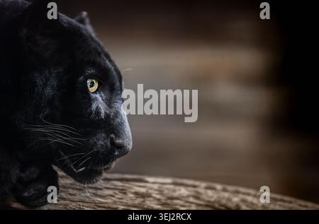 Schwarzes Panther-Porträt bei dramatischen schlechten Lichtverhältnissen mit Kopierraum, kraftvollem Wildkatzenprofil auf dunklem Hintergrund. Stockfoto