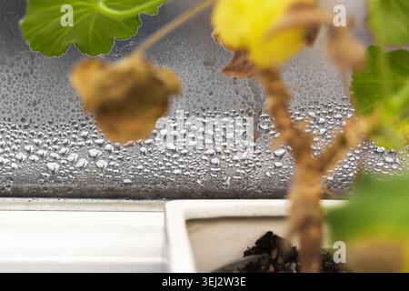 Kondensation am Fenster durch schlechte Wohnraumlüftung. Feuchtigkeitsproblem und Raumfeuchtigkeitskonzept mit verschwommenem Pflanzenhintergrund. Stockfoto