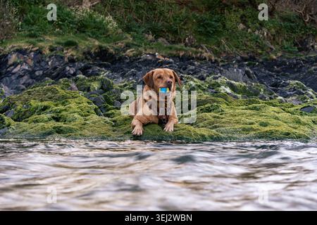 Golden Labrador Retriever hält einen Ball im Mund, während er sich auf moosigen Felsen neben einem Fluss am Ceibwr Beach in Pembrokeshire liegend Stockfoto