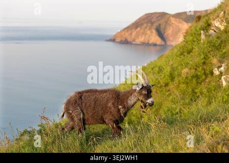 Eine wilde Ziege im Valley of Rocks in Lynton, Devon Stockfoto