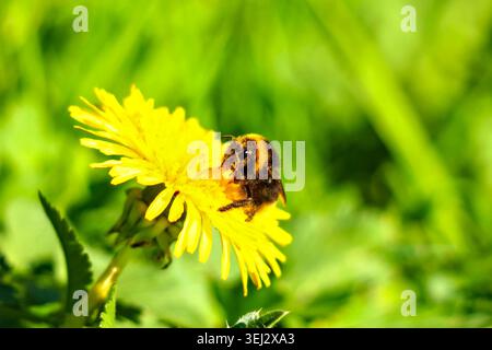Eine Nahaufnahme einer mit Pollen bedeckten, flauschigen Hummel, die aktiv nach einer lebendigen gelben Löwenzahnblüte mit einem weichen, hellgrünen Gras sucht Stockfoto