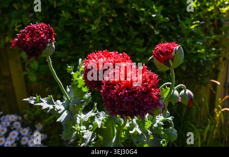 Dunkelroter Pom Oriental Mohn ( Papaver somniferum ) in voller Blüte in einem kleinen städtischen Garten in Brighton , Sussex , UK Mai 2026 Stockfoto