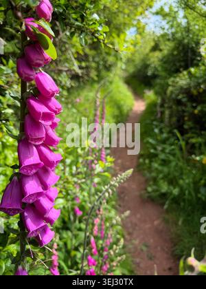 Fuchshandschuhe (Digitalis purpurea) wachsen in der Nähe eines Küstenweges in Pembrokeshire, West Wales. Stockfoto