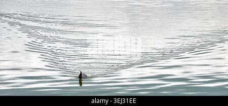 Coot Fulica atra hinterlässt ein großes V-förmiges Wake, während es über einen See auf den Somerset Levels in Großbritannien schwimmt Stockfoto