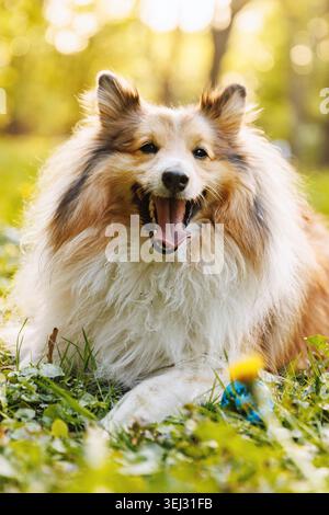 Ein flauschiger dreifarbiger Sheltie-Hund liegt auf einem üppig grünen Rasen mit einem blauen Ball in der Nähe und blickt aufmerksam auf die Kamera mit offenem Mund auf einer hellen Sonne Stockfoto