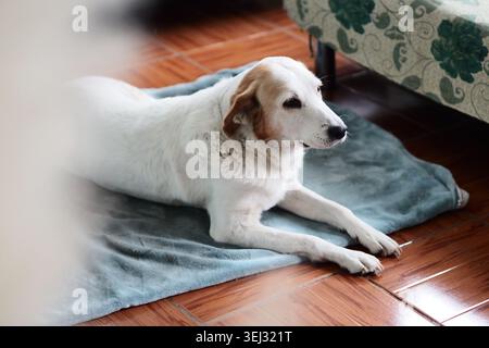 Weicher weißer Hund liegt ruhig auf einem blauen Handtuch. Warmer Holzboden und gemütliche Innenräume umgeben ihn. Er blickt nachdenklich, ruhig und entspannt. Perfekt für Stockfoto
