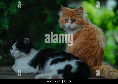 Zwei Hauskatzen, die draußen ruhen. Flauschige Ingwerkatze mit langem Fell und gelben Augen sitzt wachsam. Schwarz-weiße Katze schläft friedlich. Sattes Grün na Stockfoto