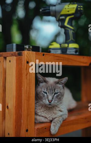 Schöne Katze mit blauen Augen auf Holzregal. Im Hintergrund deuten ein gelber Akku-Bohrer und Werkzeuge auf ein DIY- oder Renovierungsprojekt hin. Stockfoto