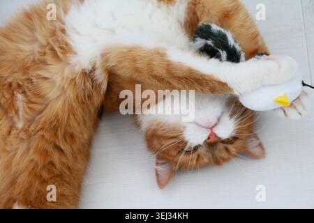 Die verspielte Ingwerkatze genießt ihre Spielzeugmaus, während sie auf dem Rücken liegt. Hochwertige Fotos Stockfoto