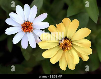 Zinnia angustifolia Blüten schließen sich mit weißen und gelben Blüten zusammen mit orangefarbenen Mittelscheiben. Stockfoto