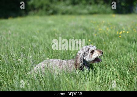 Cavapoo Kreuzbret Hund auf grünem Grasfeld Stockfoto
