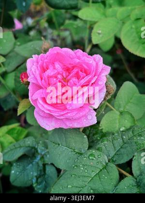 Ein hochauflösendes Stockbild einer einzelnen Rose im englischen David Austin-Stil. Stockfoto