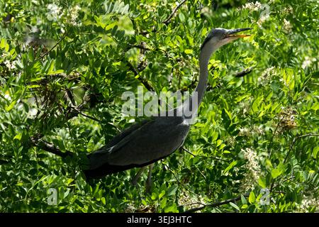 Graureiher Ardea cinerea mit offenem Schnabel zwischen grünen Blättern und weißen Blüten des Schwarzen Johannisbrotbaums Stockfoto