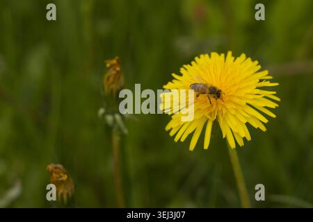 Biene sammelt Nektar auf einem hellgelben Löwenzahn auf einer grünen Wiese Stockfoto