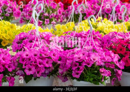 In einem Kinderzimmer gibt es eine Fülle von leuchtenden rosafarbenen und gelben Surfinia Petunia Blumenkörben Stockfoto
