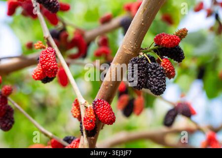 Frisch reife Maulbeerfrüchte (Morus nigra) hängen im Frühjahr an Baumzweig Stockfoto