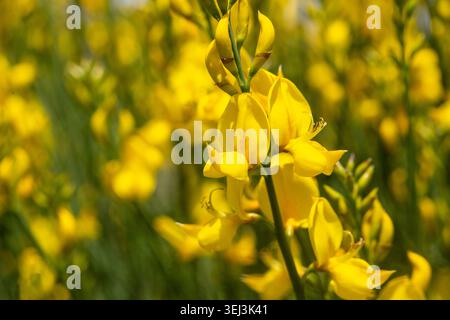 Vollformatmuster von leuchtenden gelben spanischen Besen (Spartium junceum) Blumen Stockfoto