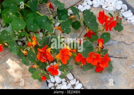Leuchtende orange Kapuzinerkresse (Tropaeolum majus), die zwischen Steinen in einem Garten wachsen Stockfoto