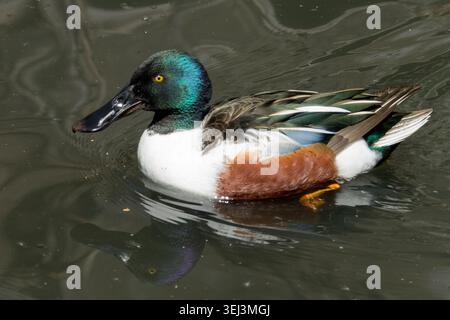 Männlicher Nordschaufel Spatula clypeata schwimmt im Wasser, grüner Kopf, Frühling, Federn Stockfoto