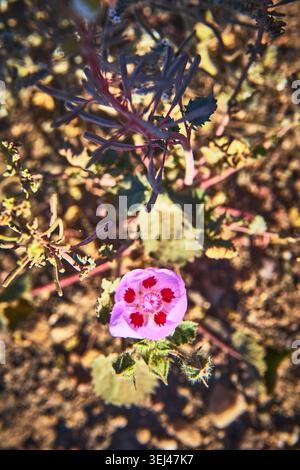 Desert Wildflower Nahaufnahme mit Purple Petals und Red Centers auf sonnendurchflutetem kalifornischem Boden Stockfoto