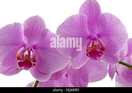 Makroansicht rosafarbener Orchideen isoliert auf weißem Hintergrund Stockfoto