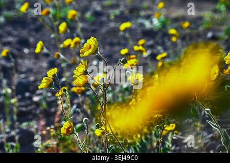 Wüstenwildblumen Super Bloom nähern sich bei hellem Sonnenlicht Stockfoto