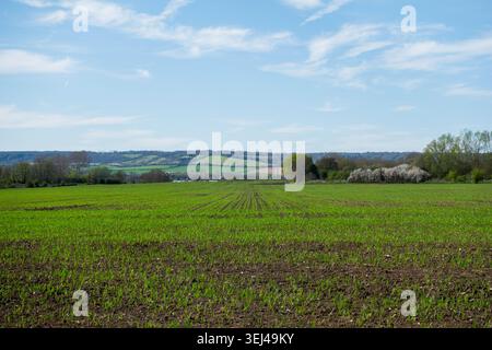 Neue Triebe einer frischen Ernte beginnen in einem Bauernfeld in Kent, UK, in Richtung der North Downs-Hügel zu erscheinen Stockfoto
